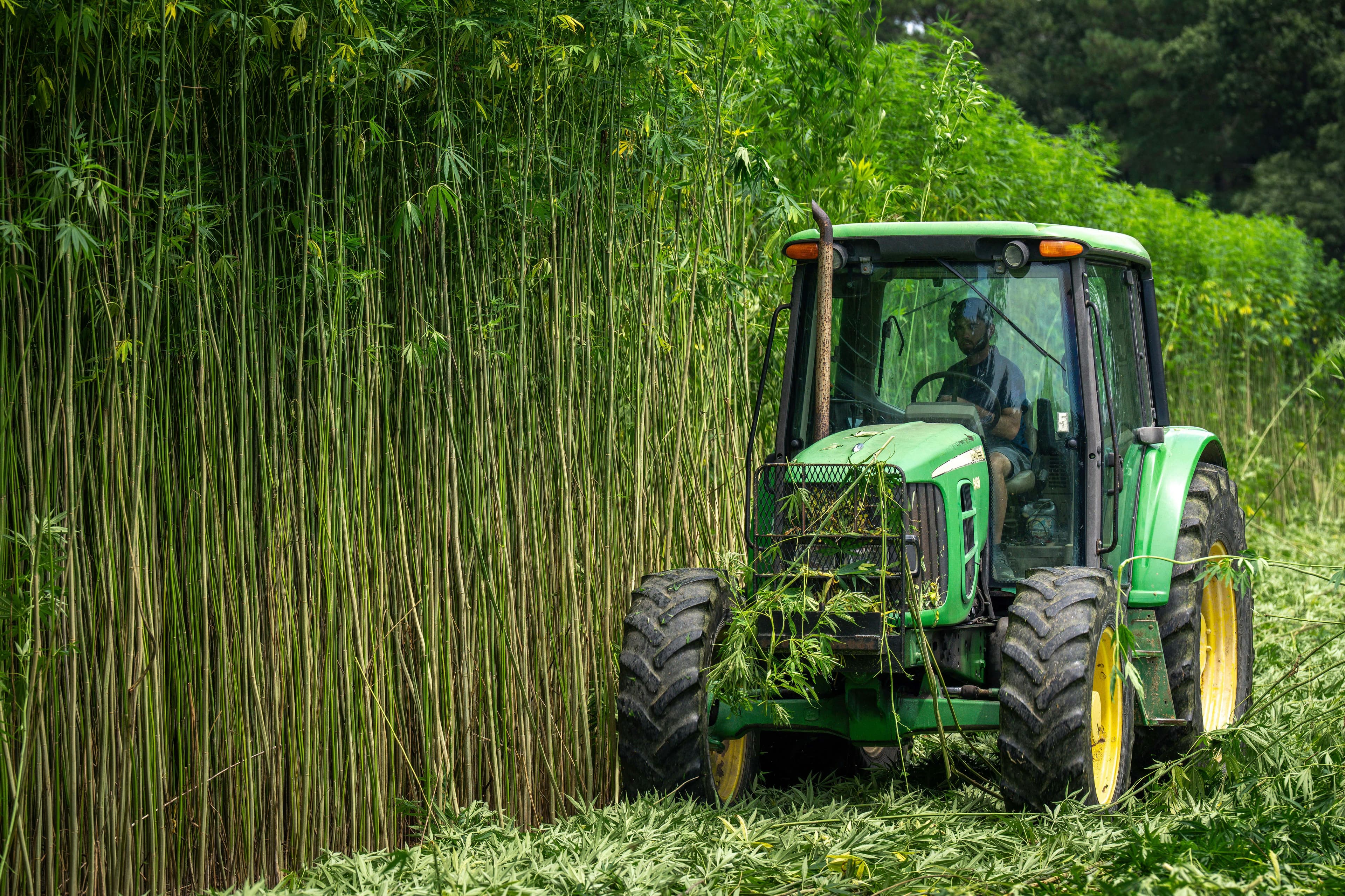 Técnico agropecuário a cuidar do gado num pasto